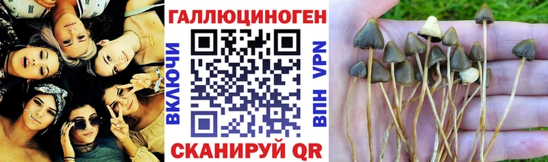 Купить закладки  Пошехонье  Псилоцибиновые грибы ЛСД 
